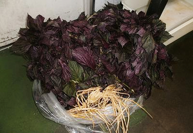 shiso_2.jpg