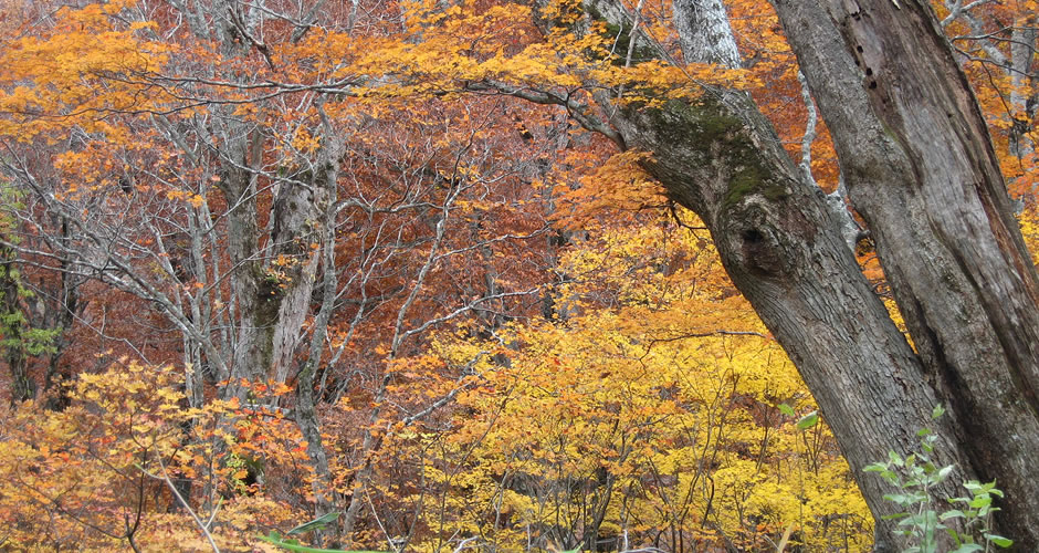 木々の紅葉