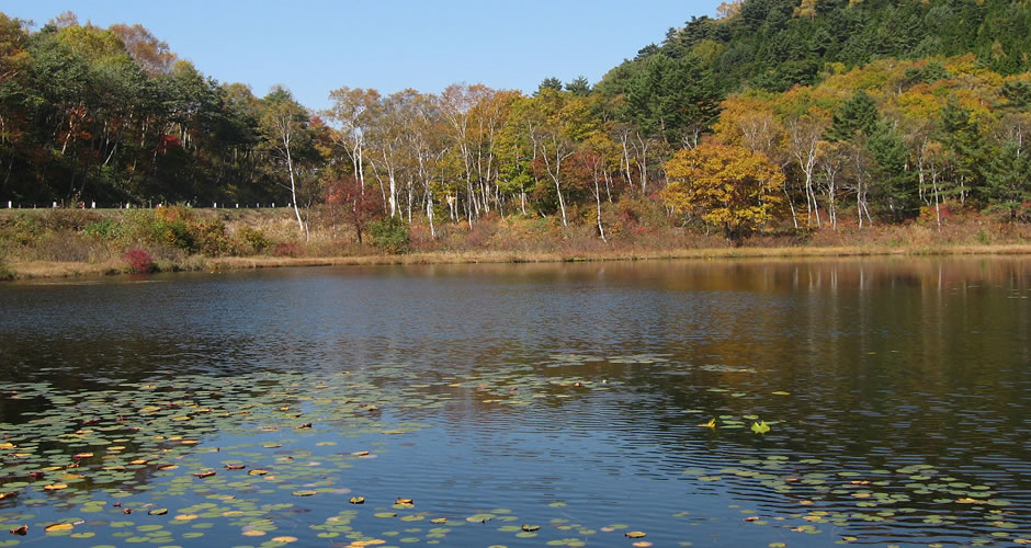 池周辺の紅葉