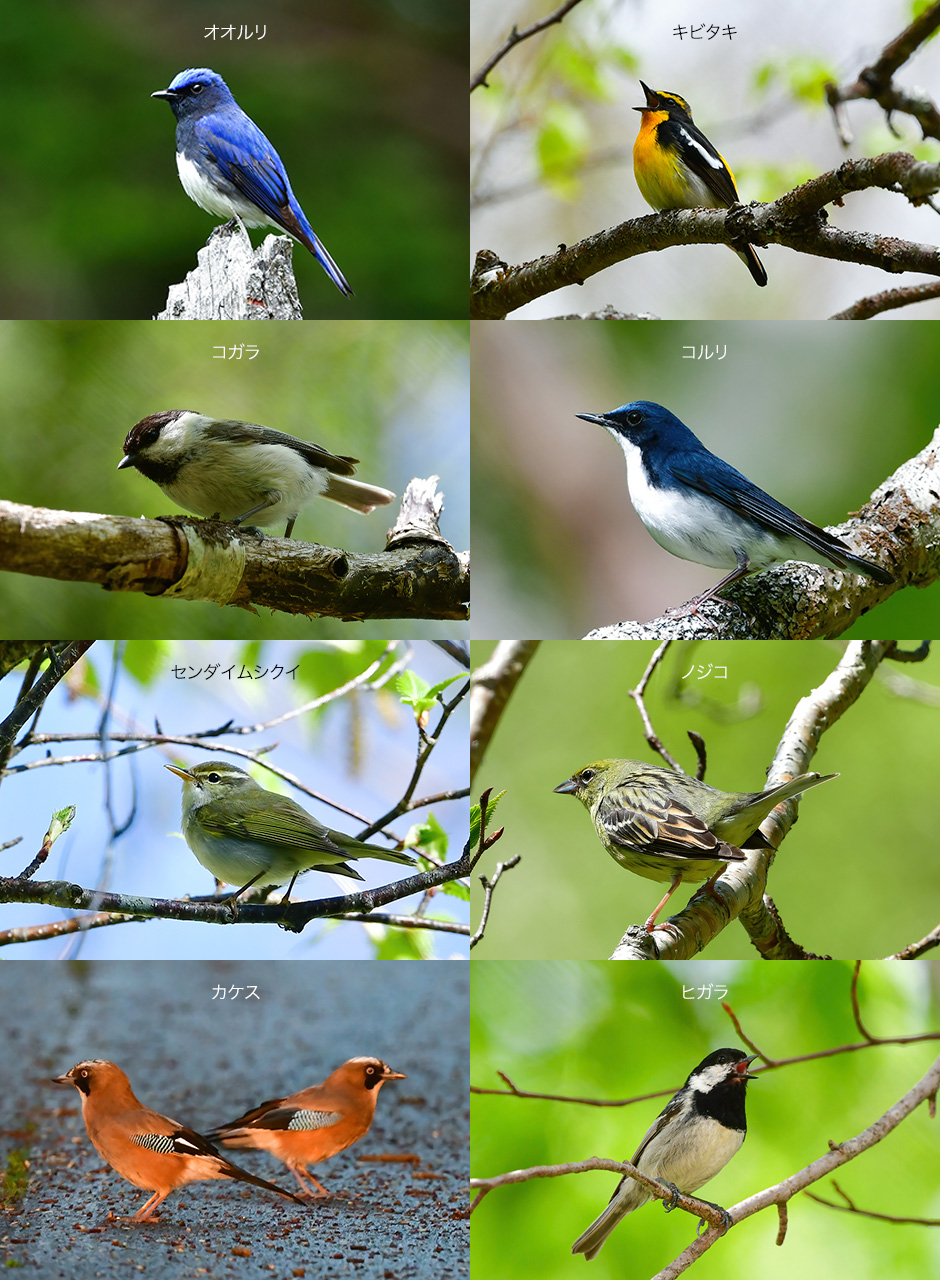 志賀高原ガイド 鳥のさえずり辞典 公式 志賀高原でおいしい食事が堪能できる旅館 ホテルタキモト