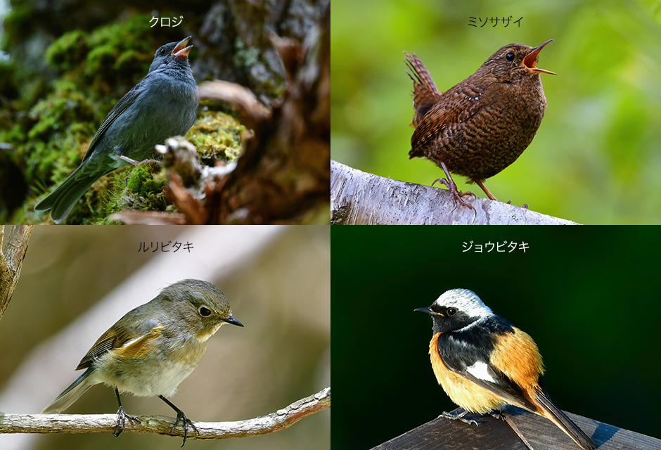 針葉樹林の鳥