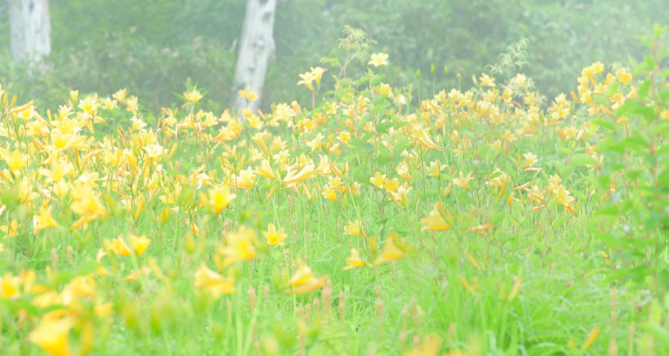 志賀高原の山ゆり