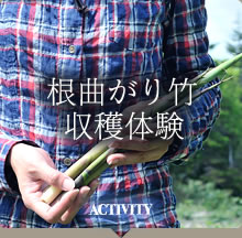 根曲がり竹収穫体験
