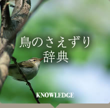 鳥のさえずり辞典