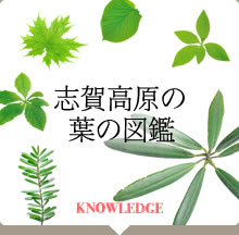 志賀高原の葉の図鑑