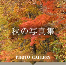 秋の写真集