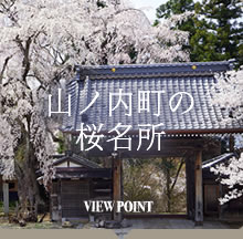 山ノ内町の桜