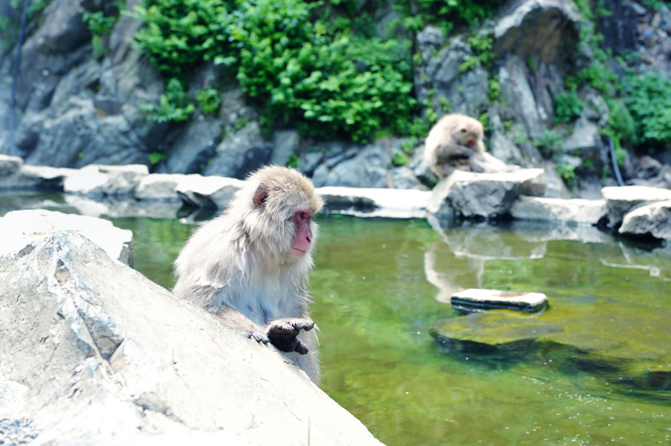 温泉に浸かる猿