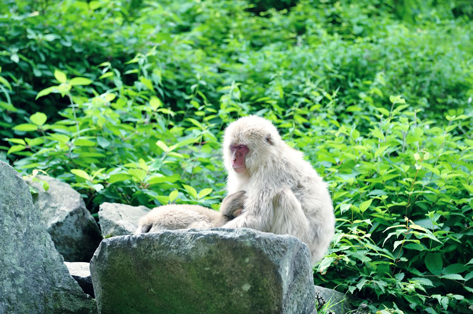 寛ぐ猿