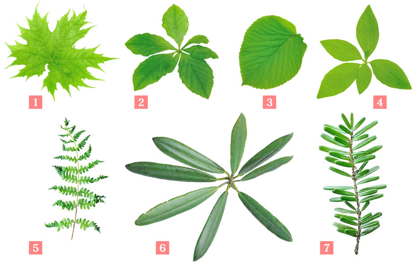 志賀高原の葉の図鑑