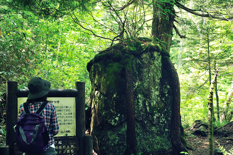 熔岩地帯のたこ松