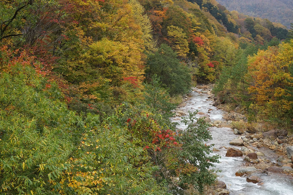 松川の紅葉