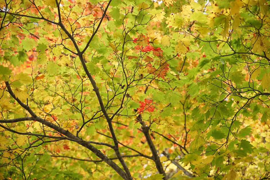 松川の紅葉