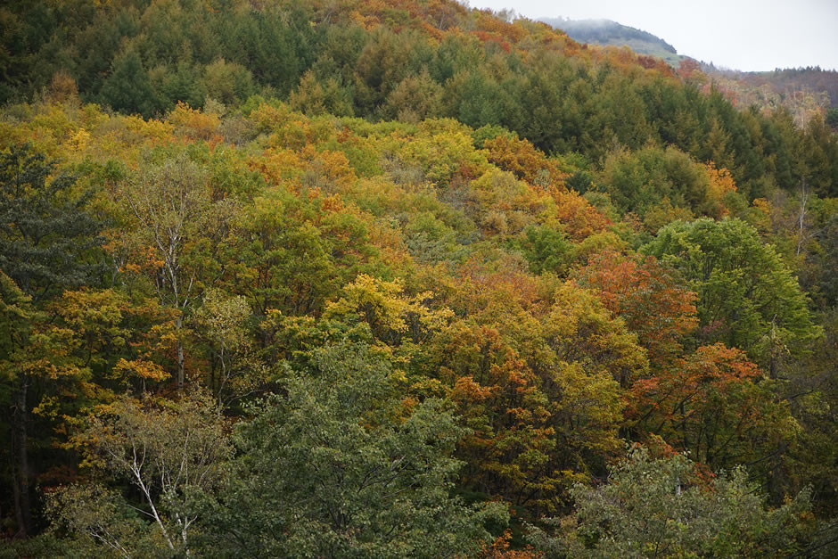 松川の紅葉