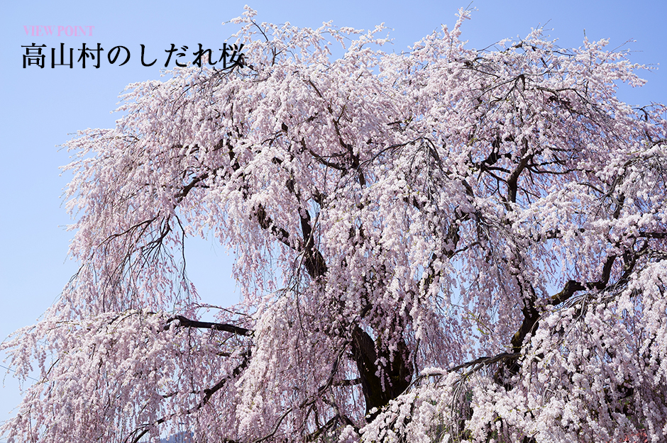 志賀高原ガイド 高山村のしだれ桜 公式 志賀高原でおいしい食事が堪能できる旅館 ホテルタキモト