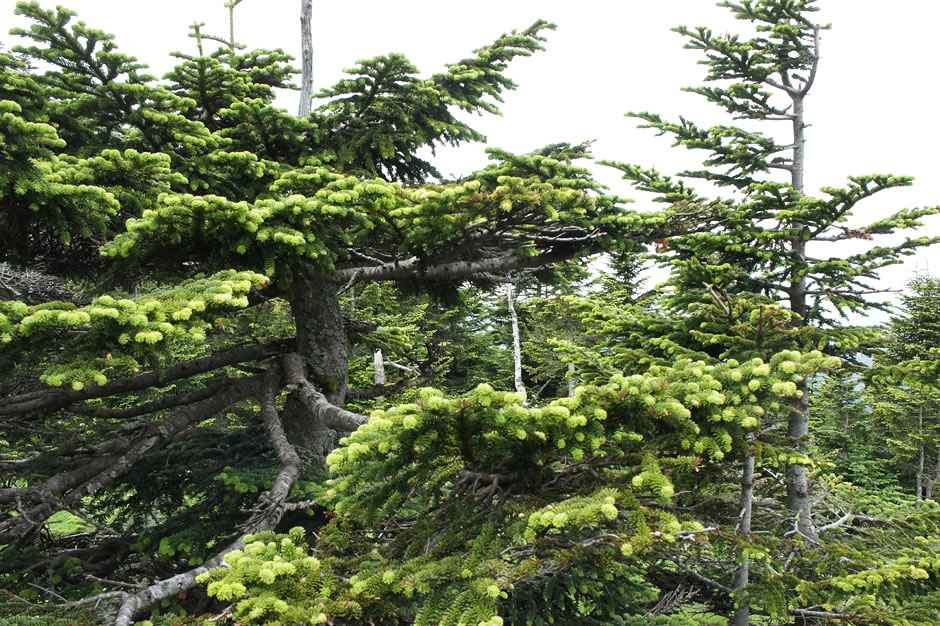 横手山の植物